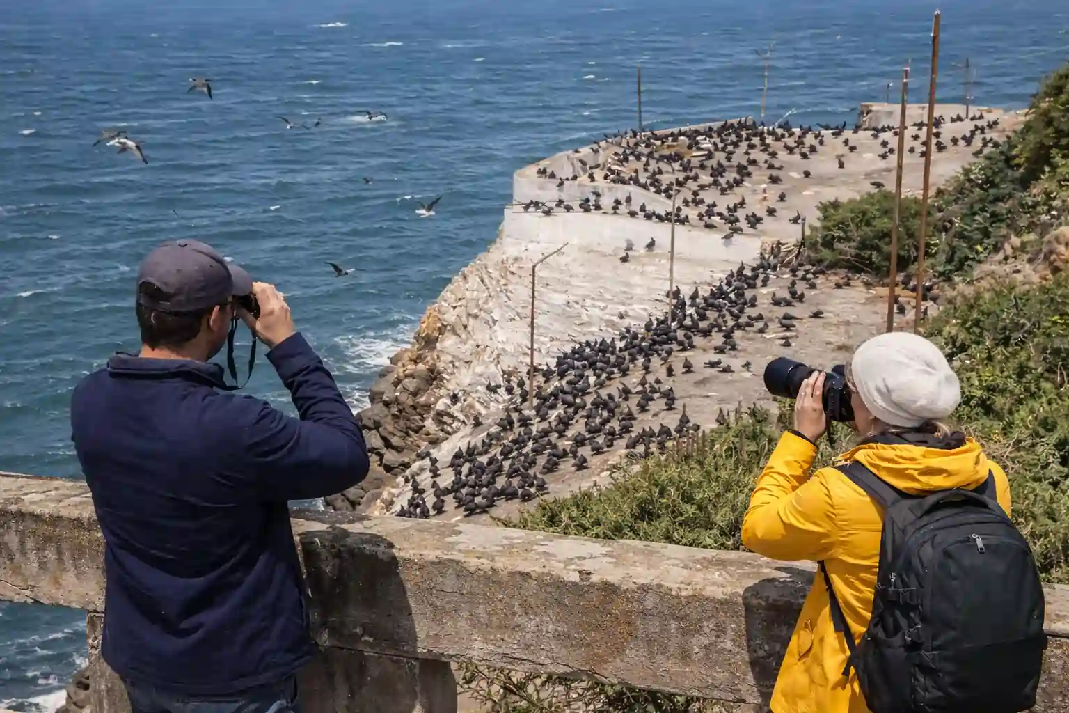 spot wildlife and seabirds