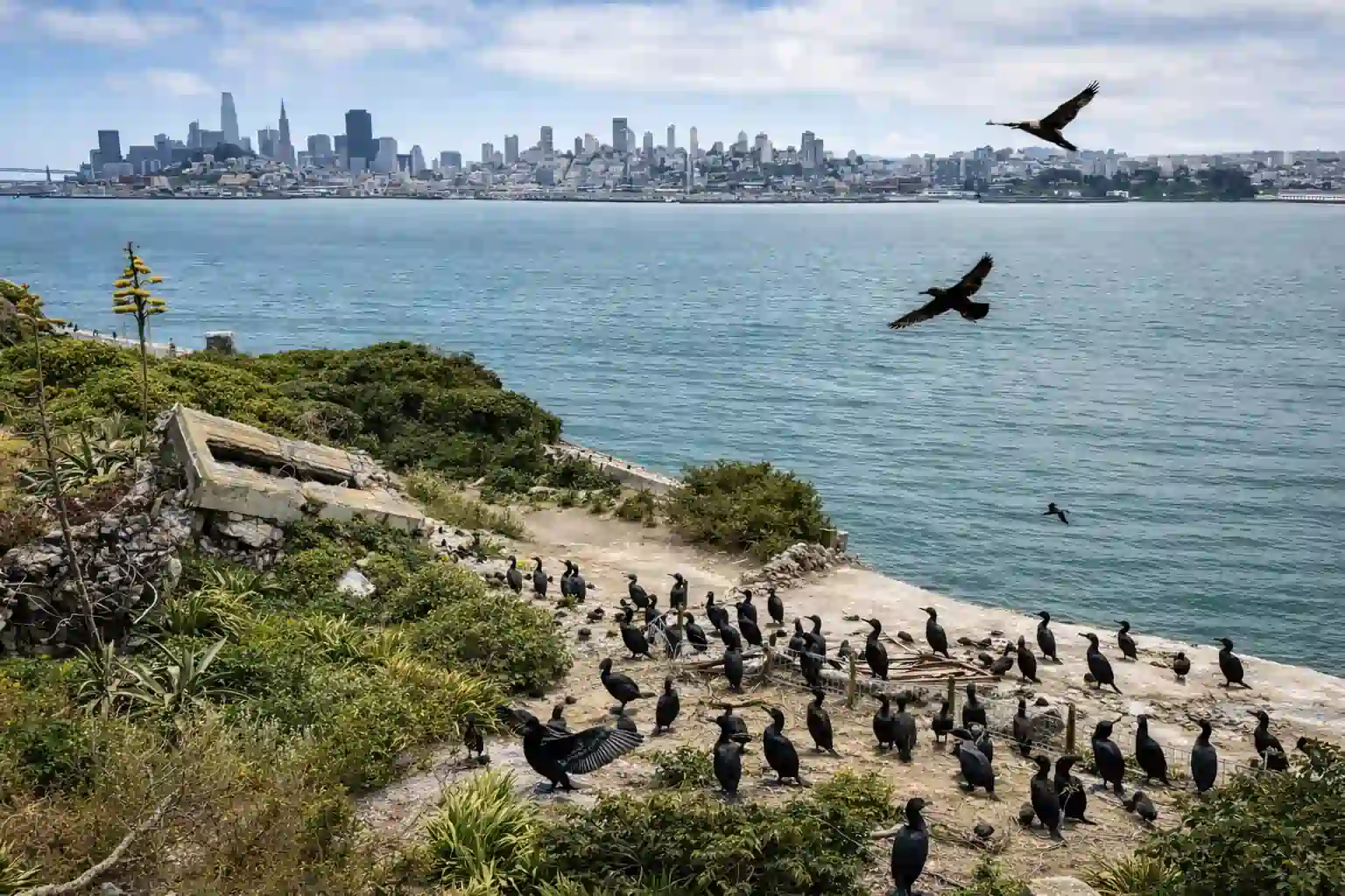 wildlife and bird colonies
